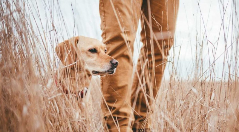 Av Köpeği İsimleri: 175+ Erkek ve Dişi Fikir