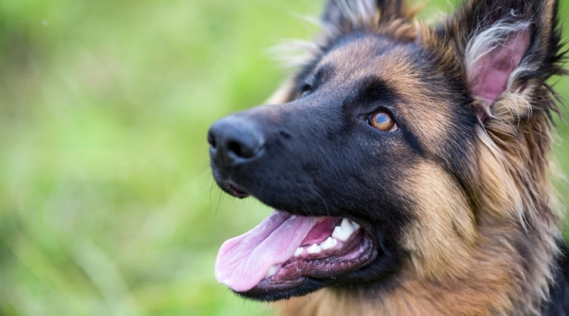 Alman Köpek İsimleri: 150'den Fazla Adlandırma Fikri