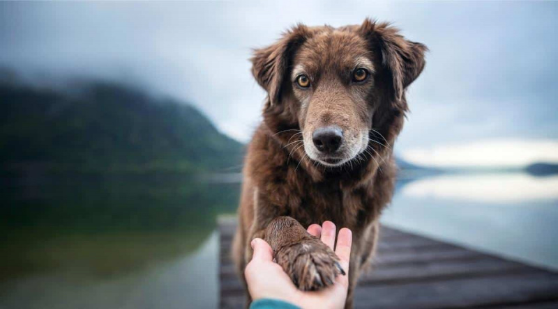 Kahverengi Köpek İsimleri: Kahverengi Yavru Köpeğiniz İçin 400'den Fazla İsim