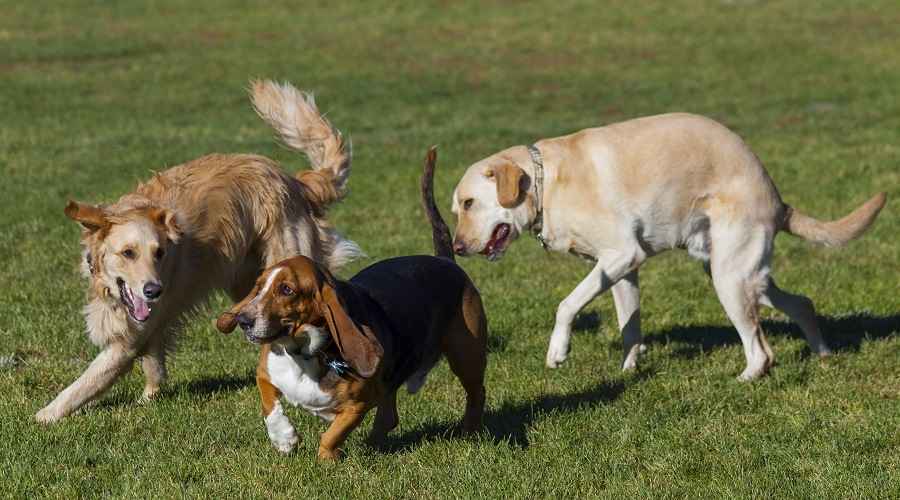 Delaware İçindeki En İyi Köpek Parkları (Bethany Beach, Carousel Farm ve Daha Fazlası)