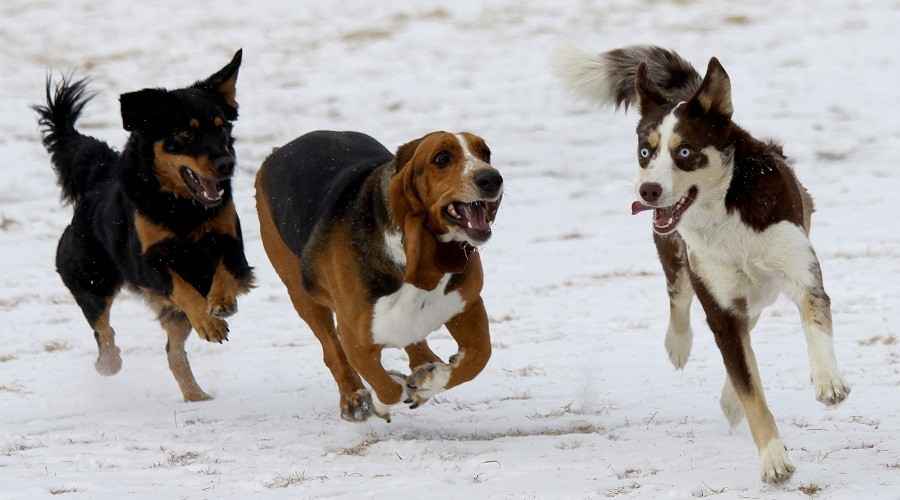 Colorado İçindeki En İyi Köpek Parkları (Steamboat Springs, Bear Creek & More)