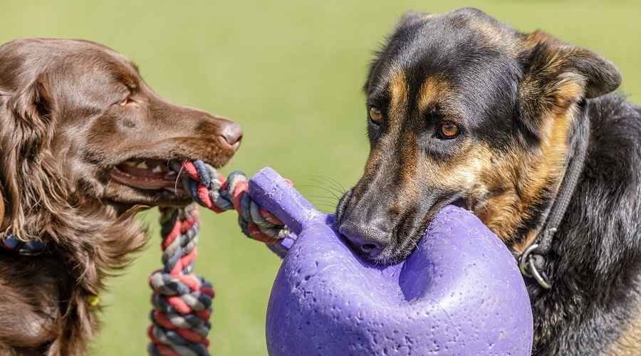 Kaliforniya İçindeki En İyi Köpek Parkları (Huntington Beach, Barrington & More)