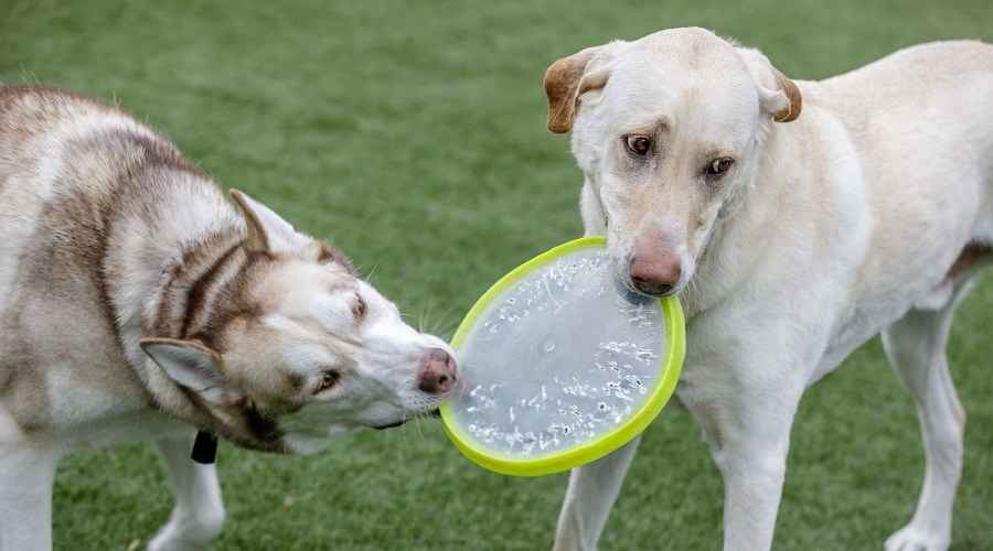 Connecticut İçindeki En İyi Köpek Parkları (Colchester, Stamford & More)