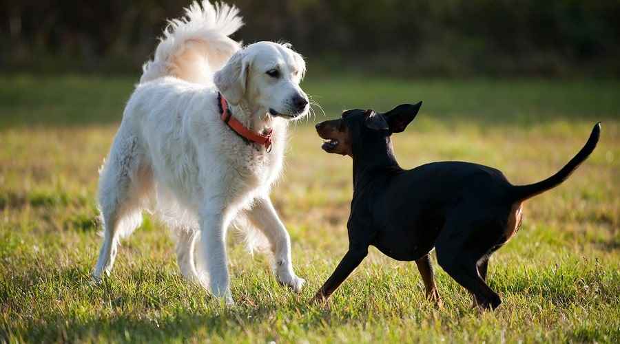 Köpek Parkı Görgü Kuralları