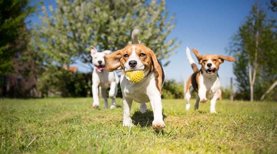 Köpek Parkı Görgü Kuralları: Gitmeden Önce Bilmeniz Gerekenler