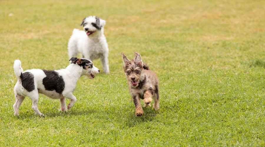 Parkta oynayan köpekler kurallara uyarak