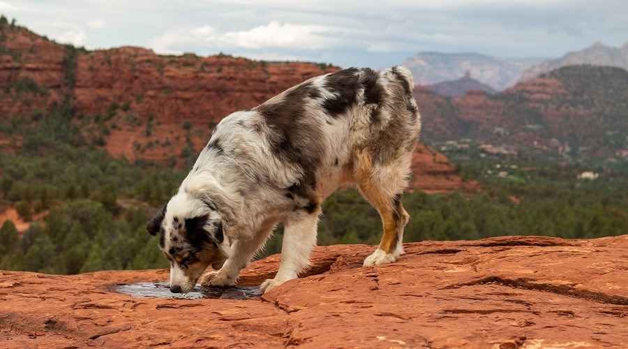 Arizona İçindeki En İyi Köpek Parkları (Cosmo, Papago, Shawnee & More)