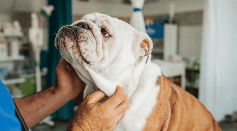 English Bulldog Fiyatı: English Bulldog Yavrularının Maliyeti Ne Kadardır?