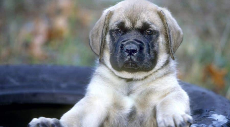 İngiliz Mastiff Fiyatları: Maliyetleri Ne Kadar?