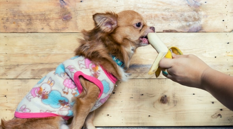 Chihuahua Beslenme Tablosu: Chi Yavru Köpeğinizi Ne Kadar Besleyeceksiniz?