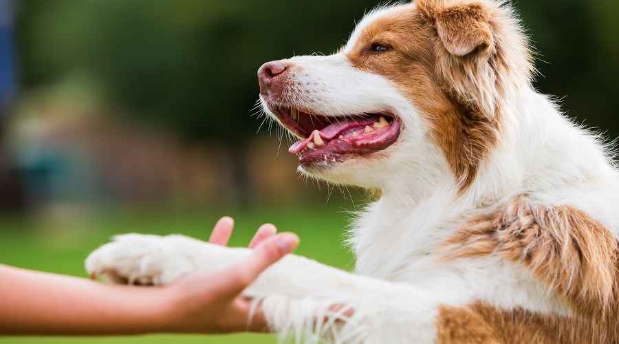 Çocuklar İçin Yavru Köpek Sözleşmesi: Bir Köpeğe Sahip Olmak İçin Eğlenceli Bir Taahhüt