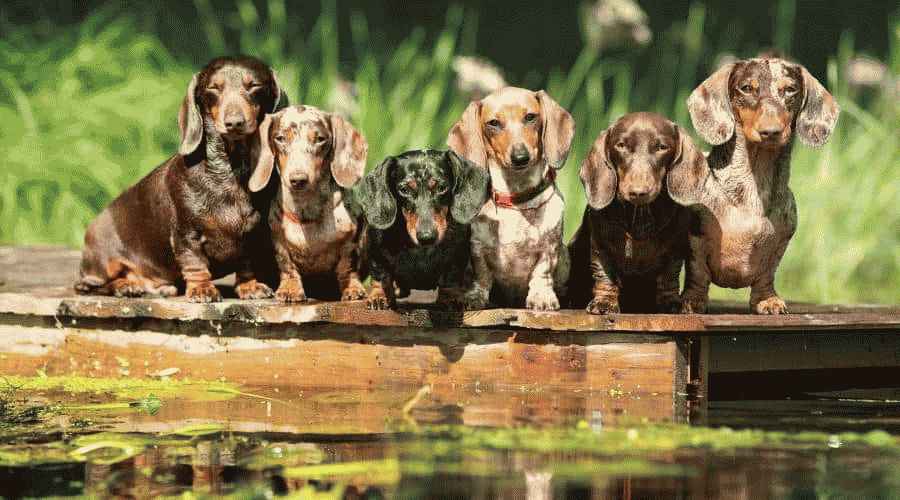 Dachshund Köpek İsimleri: Renk, Boyut, Trendler ve Daha Fazlası İçin 250'den Fazla İsim