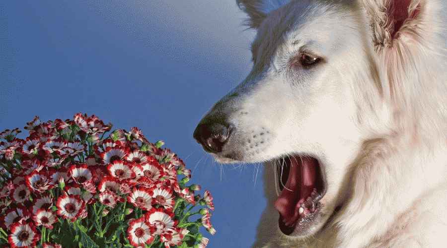 Köpeğim Neden Sürekli Hapşırıyor? İşte 8 Neden