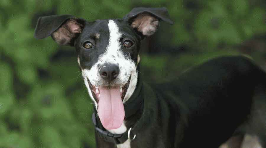Köpeğim Heyecanlanınca Neden İşiyor? Bu Davranış Tüm Köpekler İçin Normal mi?