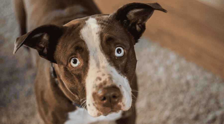 Köpeğim Neden Balık Gibi Kokuyor? Nedeni Aslında Oldukça Brüt!