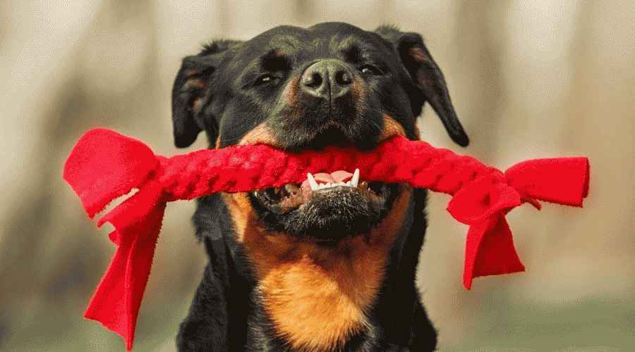 Rottweiler Köpek İsimleri: Boyut, Coğrafya, Trendler ve Daha Fazlasına Göre 250'den Fazla İsim