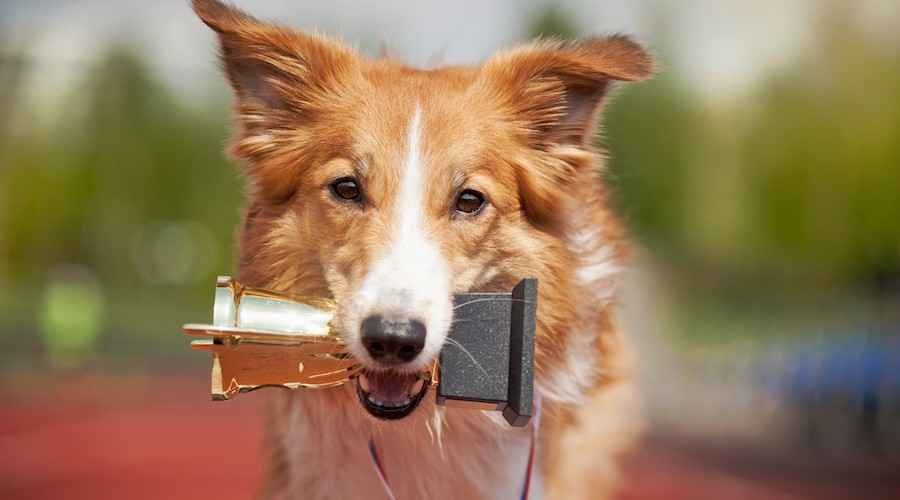 AKC Star Puppy Programı: Nedir ve Ne Anlama Gelir?