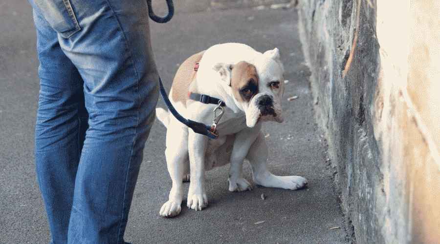 Köpeğim Kaka Yaparken Neden Bana Bakıyor? Birkaç Nedeni Var!