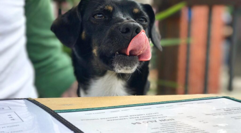 Köpek Dostu Restoranlar: Yavru Köpeğinizle Nerede Yemek Yenir?