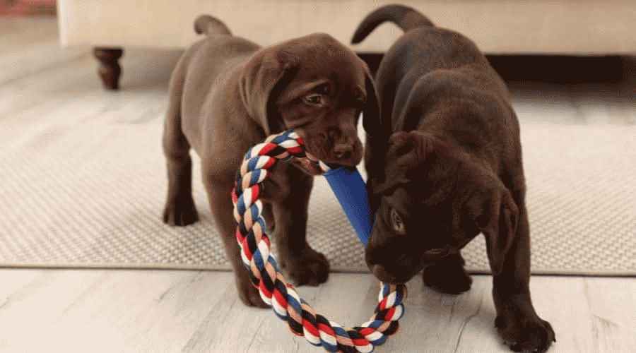 Labrador Retriever Fiyatları Ne Kadardır?