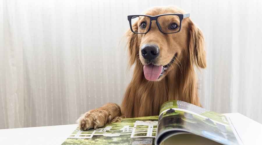 En İyi Köpek Dergileri: Köpekler Hakkında En İyi Baskı ve Dijital İçerik