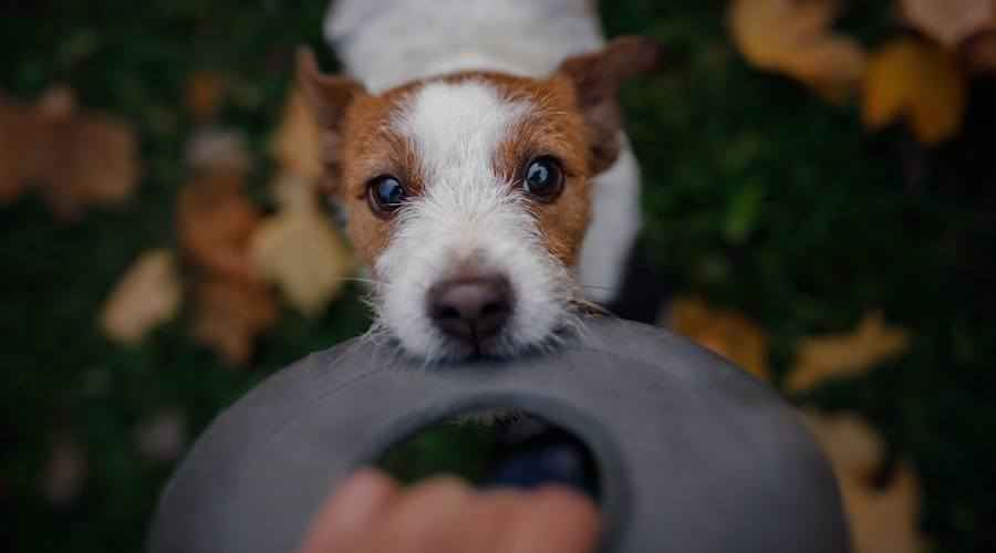 En İyi Köpek Oyunları: Bu Zeka Oyunları ile En İyi Arkadaşınızı Beyin Eğitimi