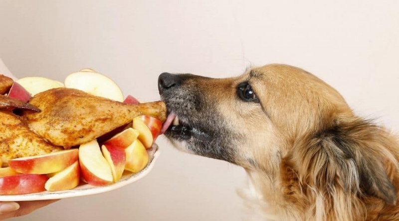 Köpeğiniz Hangi İnsan Gıdalarını Yiyebilir?