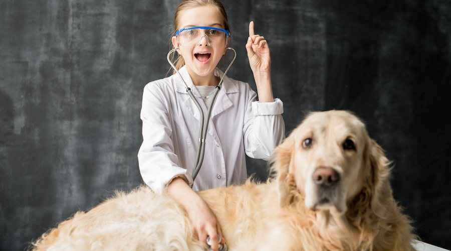 Köpek Kariyerleri: Köpeklerle Çalışmayı Sevenler İçin En İyi İşler