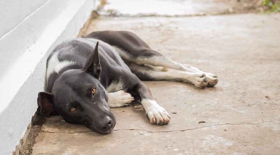 Sokak Köpekleri: Sokak Köpeklerine Nasıl Yardım Edilir ve Başa Çıkılır