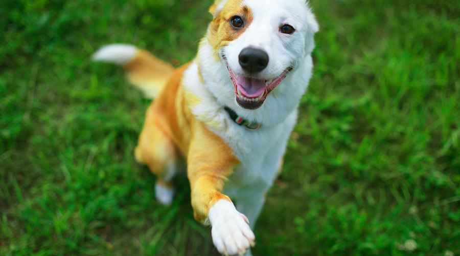 Köpeğim Neden Sürekli Bende Pawing Yapıyor? Bu ne demek?