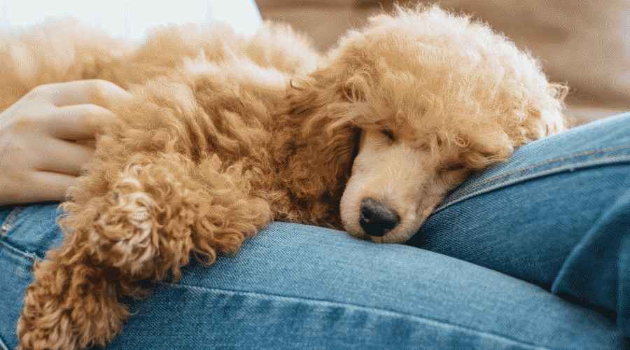 Köpeğim Neden Gittiğim Her Yerde Beni Takip Ediyor?
