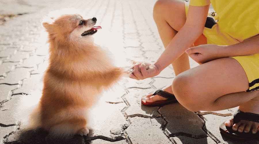Köpek Şiirleri: Okurlarımızdan Harika Bir Şiir Koleksiyonu