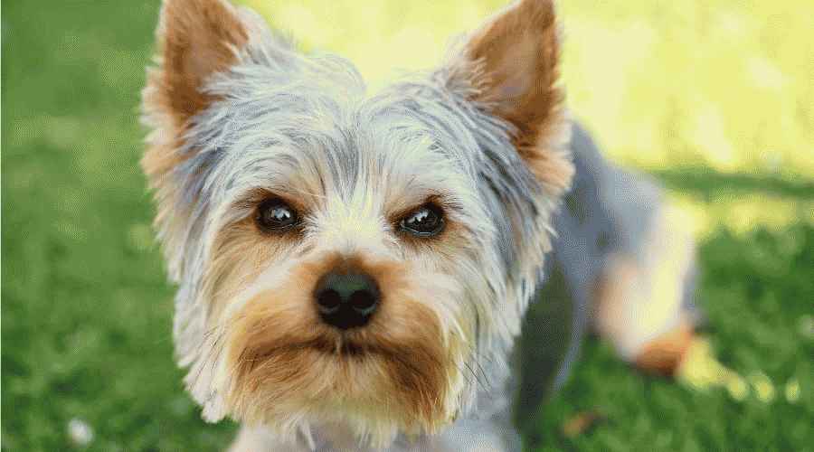 Yorkie Köpek İsimleri: Renk, Boyut, Trendler ve Daha Fazlası İçin 250'den Fazla İsim