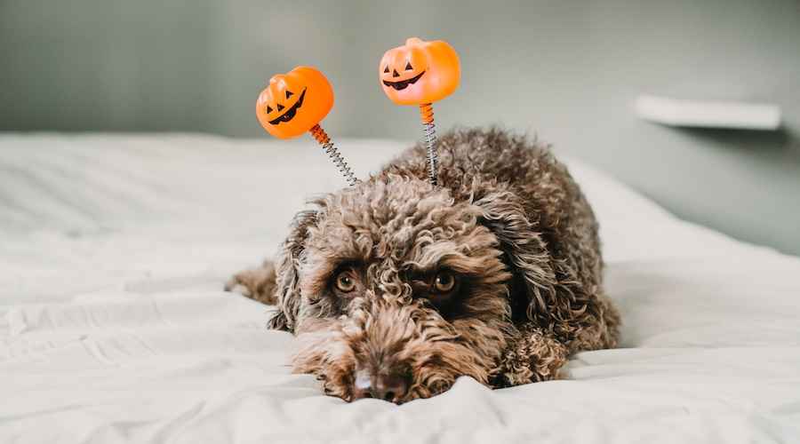 Cadılar Bayramı Sırasında Köpeğinizi Nasıl Güvende Tutarsınız?