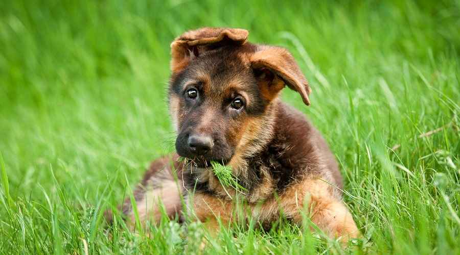 Alman Çoban Köpeği İsimleri: 200 Farklı Erkek ve Kadın İsimleri