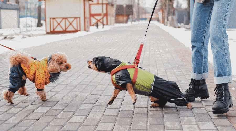 Köpeğim Neden Aniden Agresif Oldu? İşte 7 Neden