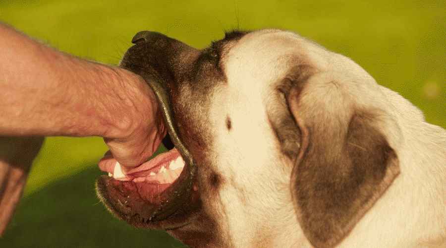 Köpeğim Neden Sürekli Ağzımı Açıyor? Nasıl Durdurabilirim?
