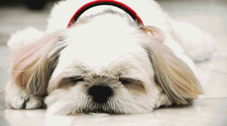 Köpeğim Neden Sürekli Horluyor? İşte 7 Farklı Neden
