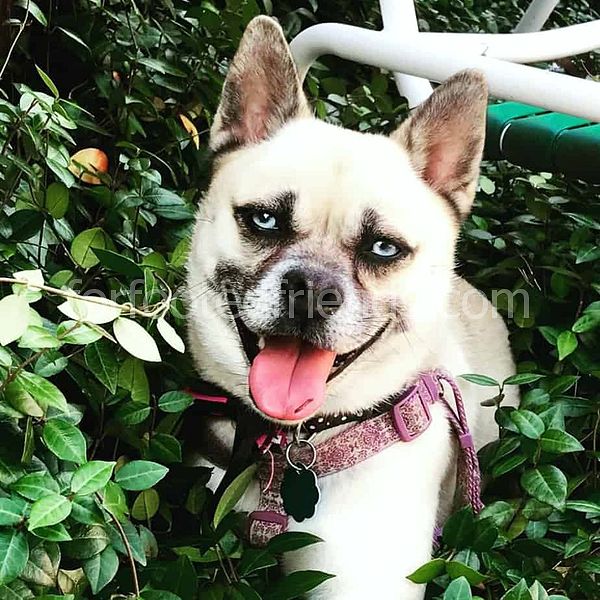 Pug Husky Mix Gerçekler