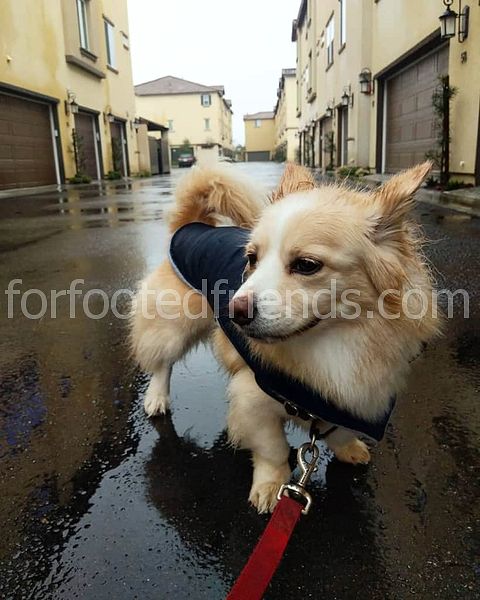 Pomeranian Corgi Mix Gerçekler