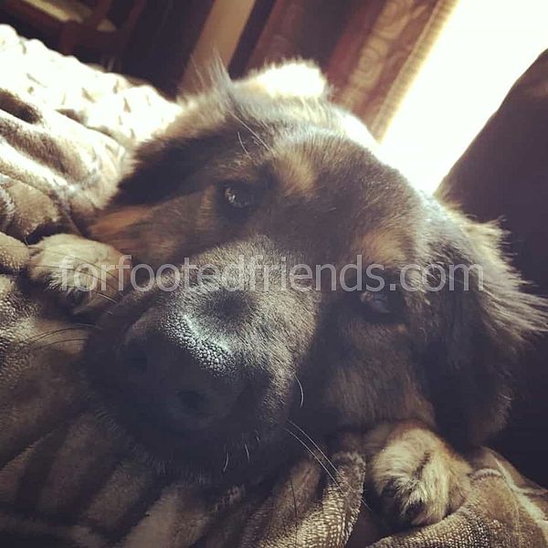 Chow German Shepherd Mix Gerçekler