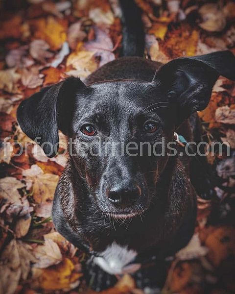 Labrador Corgi Mix Gerçekler