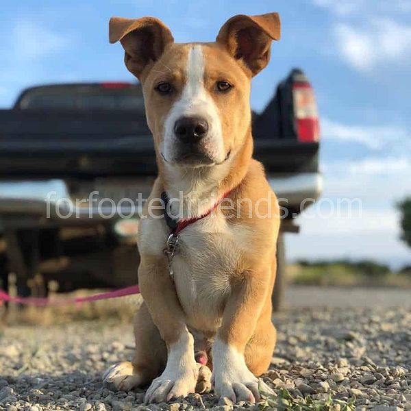 Pitbull Corgi Mix Gerçekler