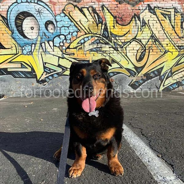 Rottweiler Corgi Mix Gerçekler