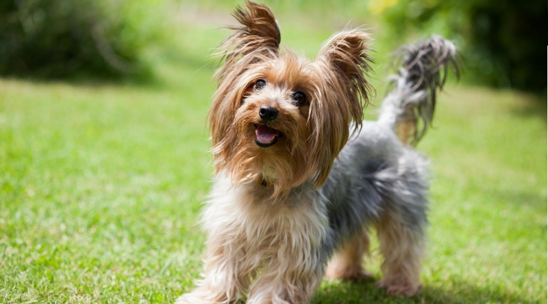 Yorkie Kaniş Karışımı: Yorkipoo Gerçekleri, Özellikleri ve Daha Fazlası