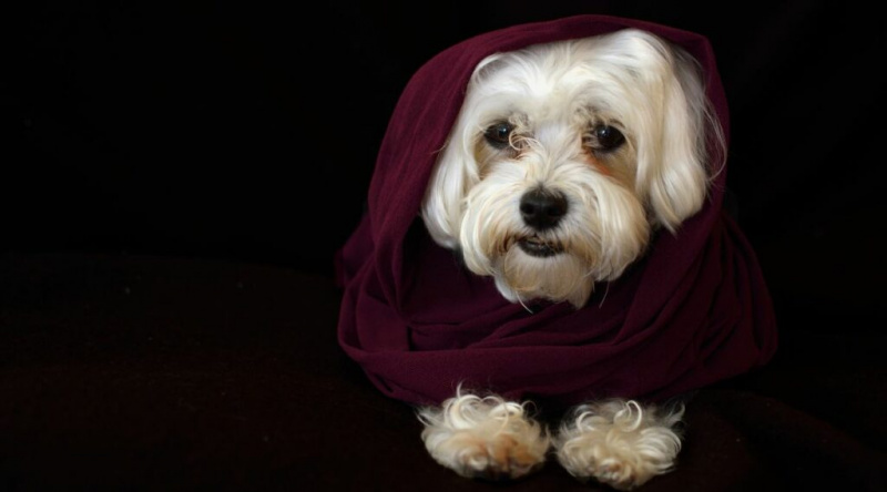 Malta Schnauzer Karışımı: Mauzer Özellikleri, Gerçekler ve Daha Fazlası