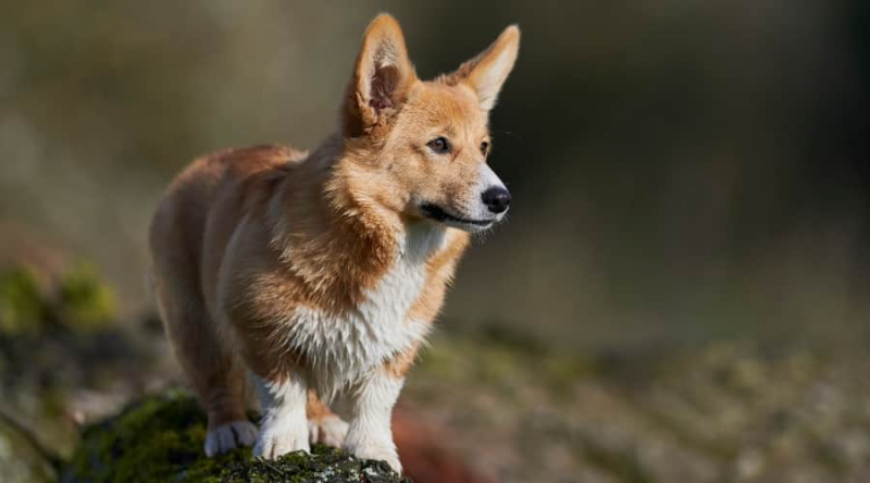Corgi Alman Çoban Karışımı: Gerçekler, Özellikler ve Daha Fazlası