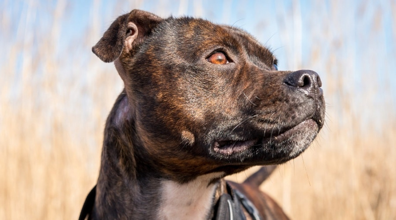 Pitbull Dachshund Karışımı: Irk Bilgisi