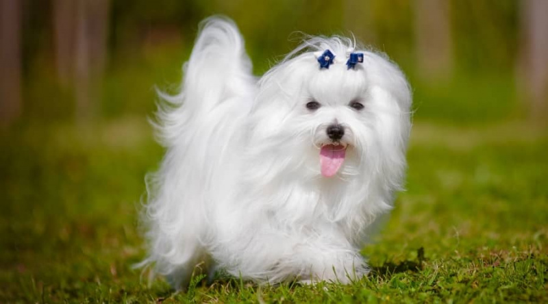 Papite dili: Malta Papillon Karışımı