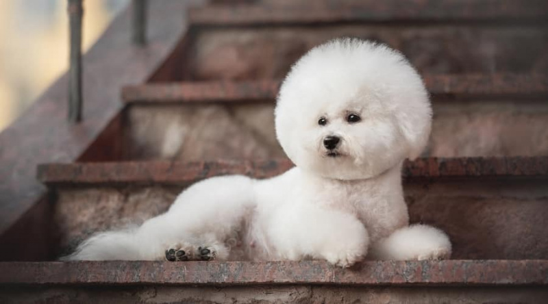 Bichon Frise Kaniş Karışımı: Poochon Cins Bilgileri, Özellikleri ve Gerçekleri